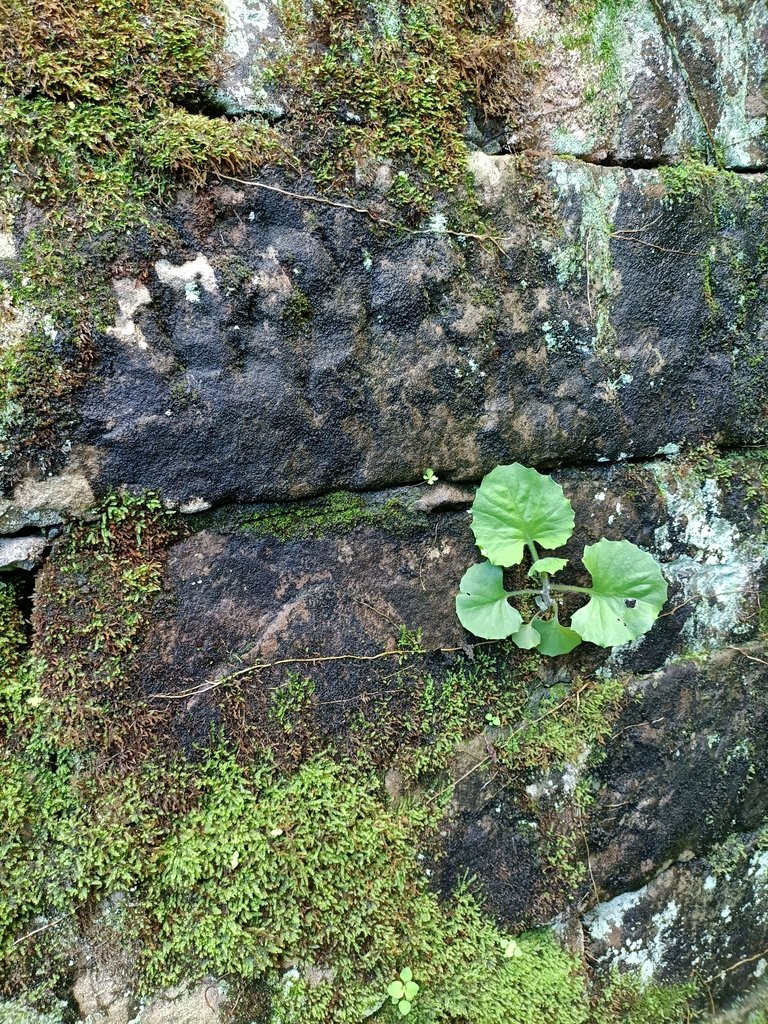 IMG20201226151253.jpg - 雙溪  青雲  石頭厝