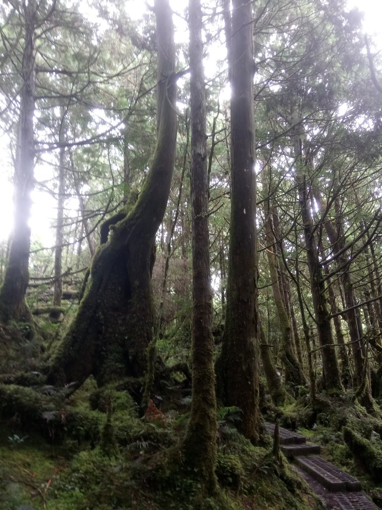 DSC_0071.JPG - 太平山  翠峰湖環山步道  01