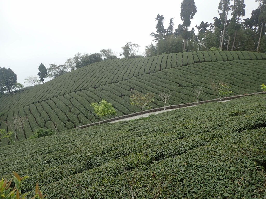 P3257886.JPG - 阿里山  頂石卓茶園之美