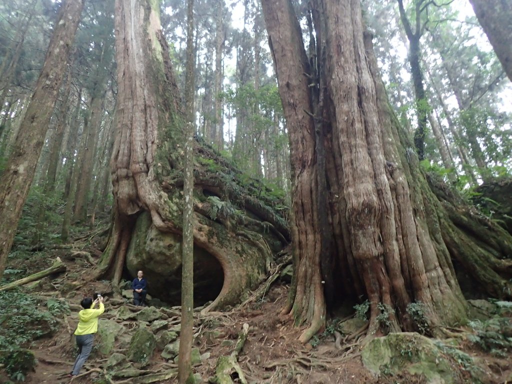 P3257966.JPG - 阿里山  二萬平  抱石神木