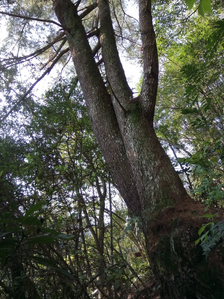 DSC_9844.JPG - 谷關  德芙蘭步道