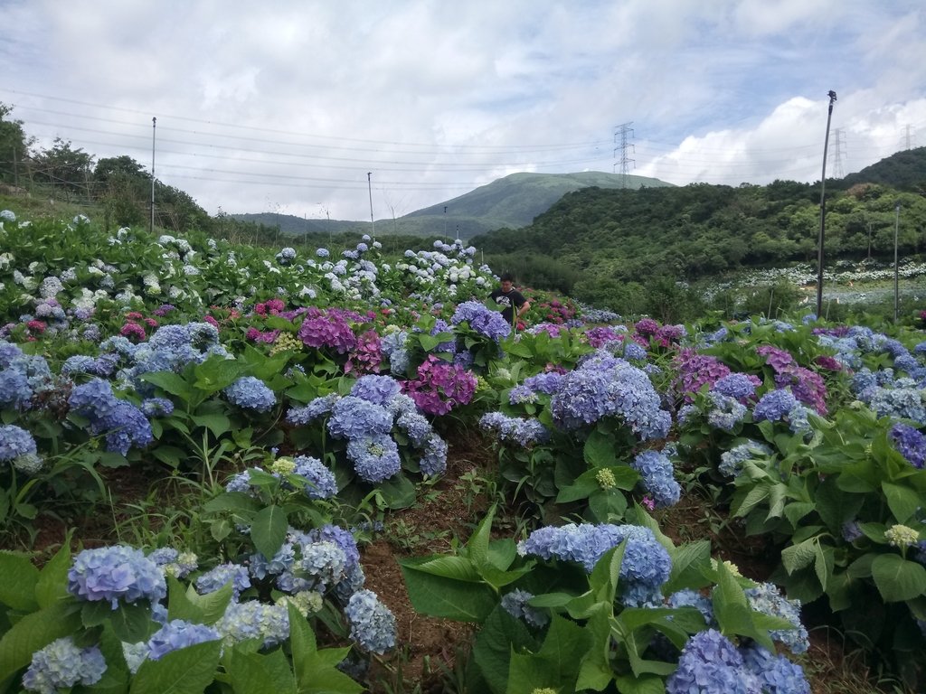 DSC_9337.JPG - 萬里  高家繡球花田