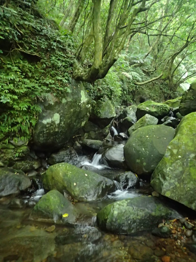 P6114278.JPG - 三芝  大屯溪古道