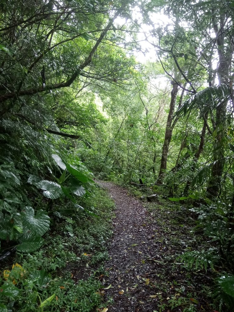 DSC_5093.JPG - 烏來  西坑林道  探幽