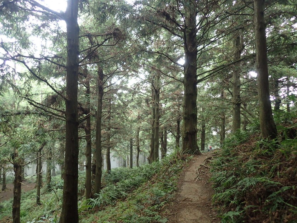 P7235902.JPG - 台中和平  長壽山登山步道  (上)