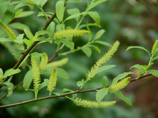 中央藝文公園之  水柳