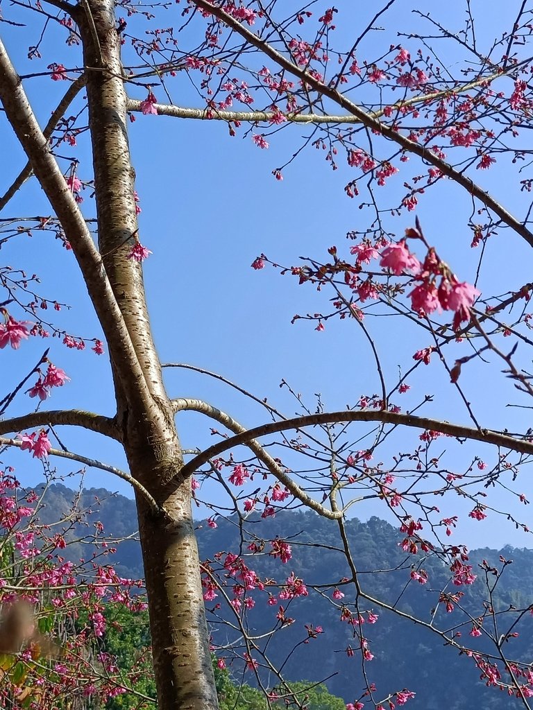 IMG20210130103225.jpg - 竹崎  獨立山登山步道