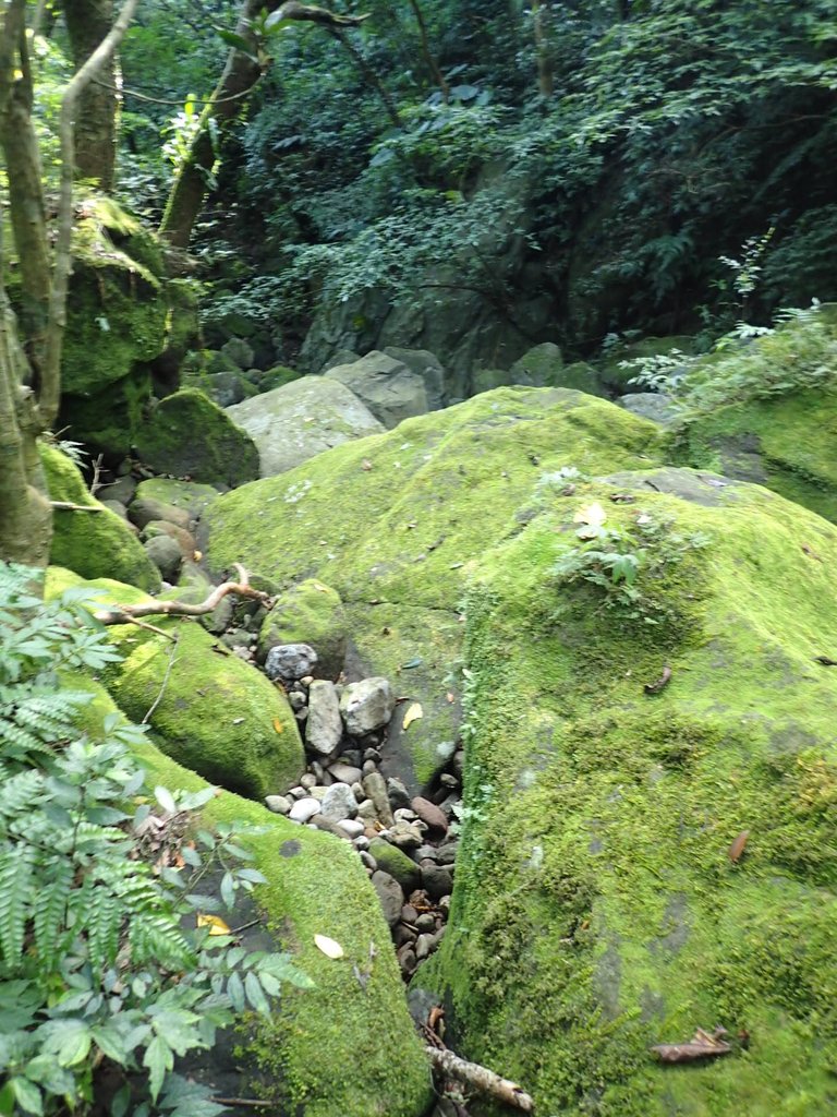 P7296075.JPG - 金山  竹子山古道  阿里磅瀑布