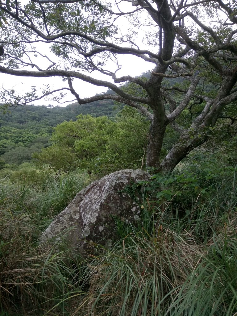 DSC_6914.JPG - 北投  面天山  向天湖步道