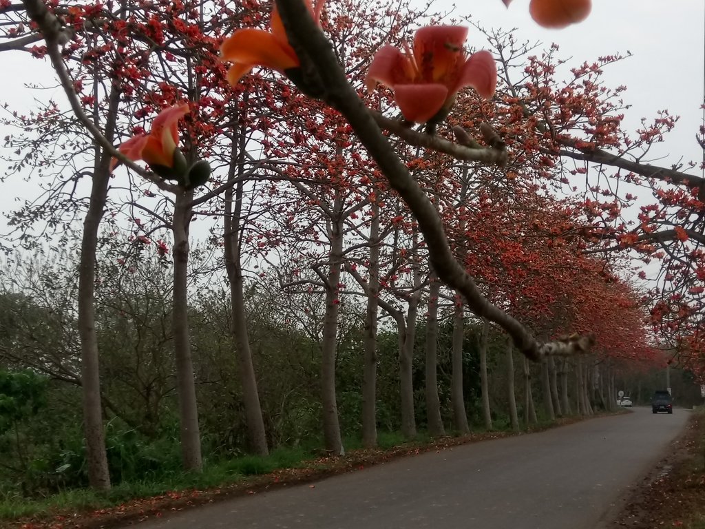 DSC_8315.JPG - 埤頭  東螺溪  木棉花