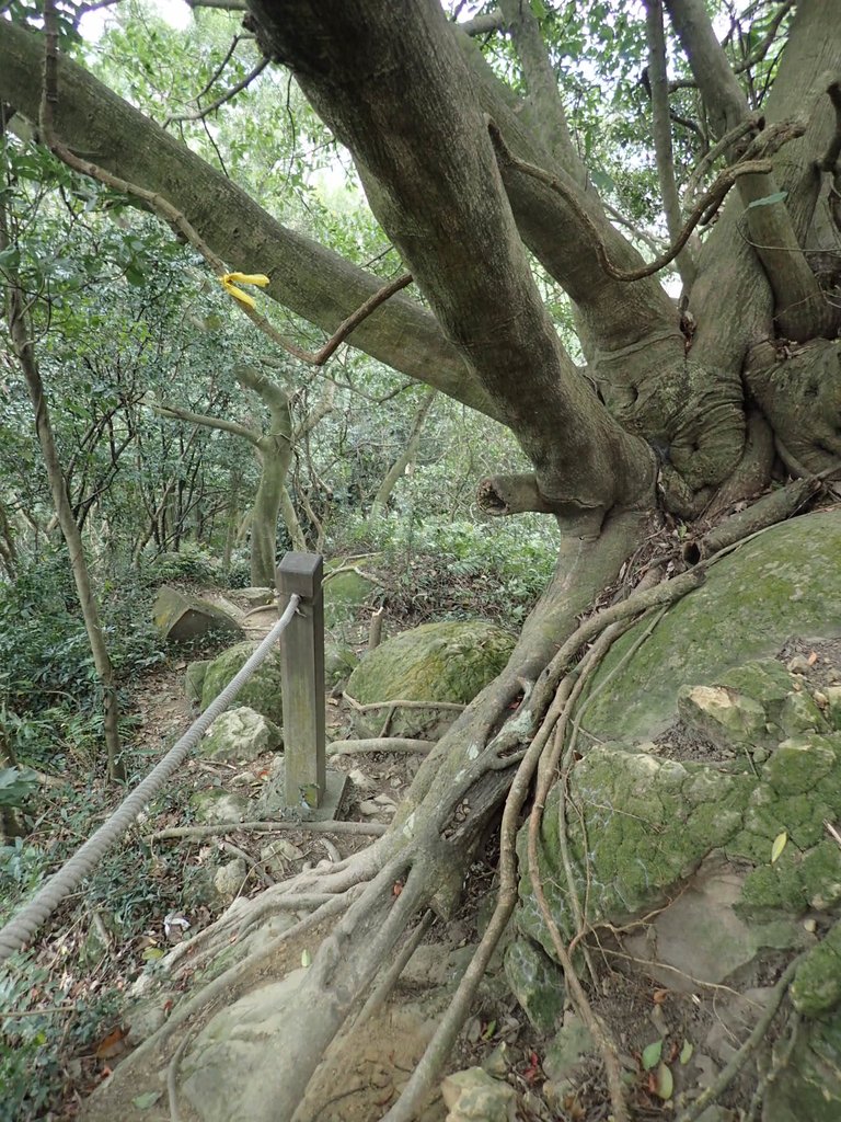 P2167979.JPG - 三峽  鳶尾山登山步道