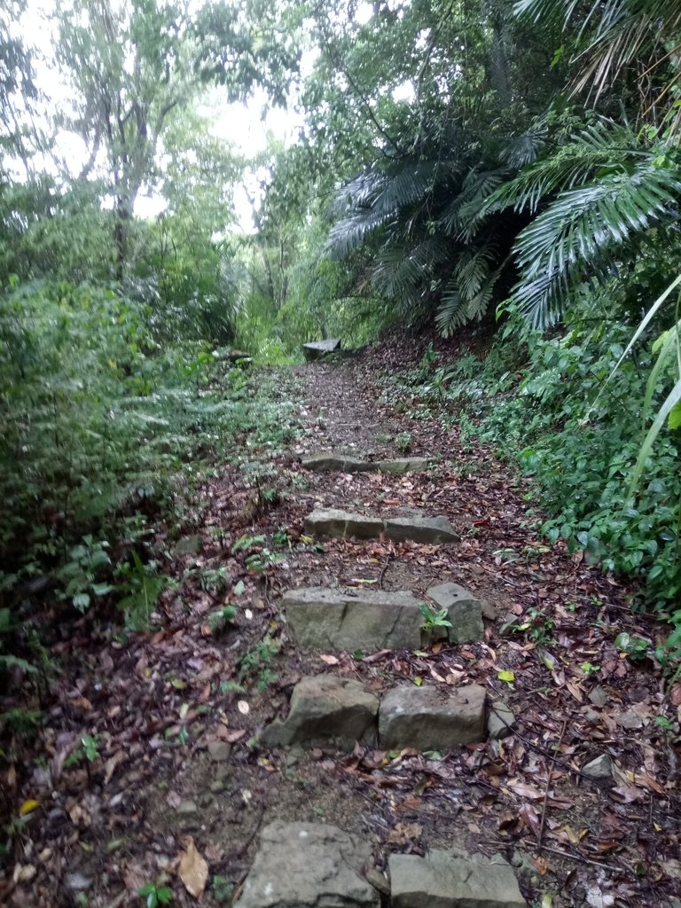 DSC_9632.JPG - 公館  出礦坑登山步道