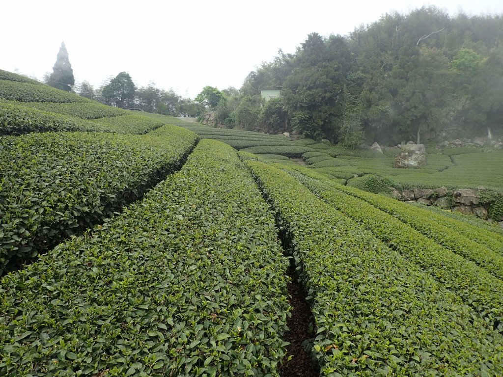 P3257828.JPG - 阿里山  隙頂茶園之美