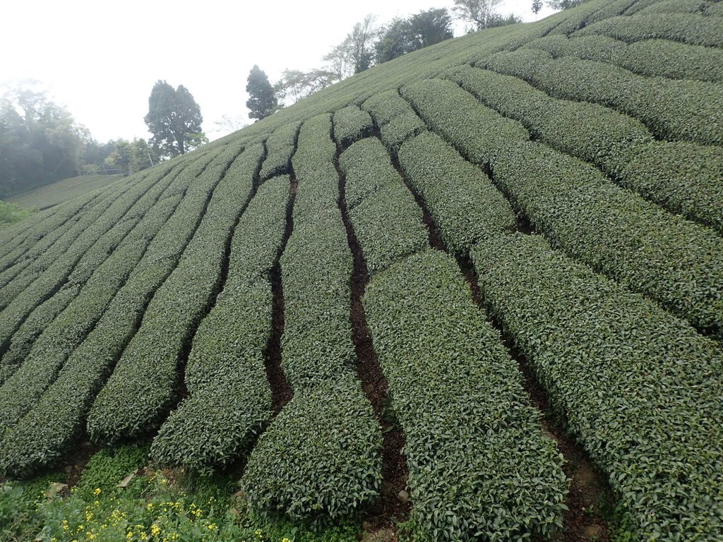 P3257919.JPG - 阿里山  頂石卓茶園之美