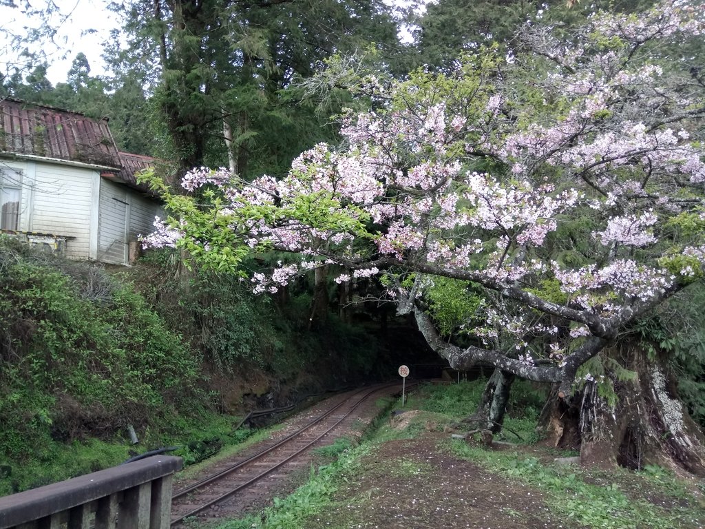 DSC_1633.JPG - 阿里山  沼平公園  賞櫻