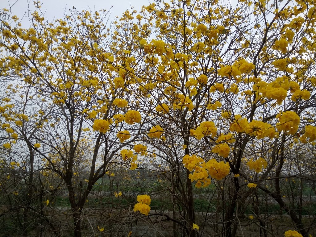 DSC_8434.JPG - 竹塘  田頭堤防  黃花風鈴木