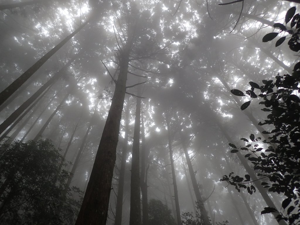 P9250174.JPG - 南庄  向天湖之  迷霧森林