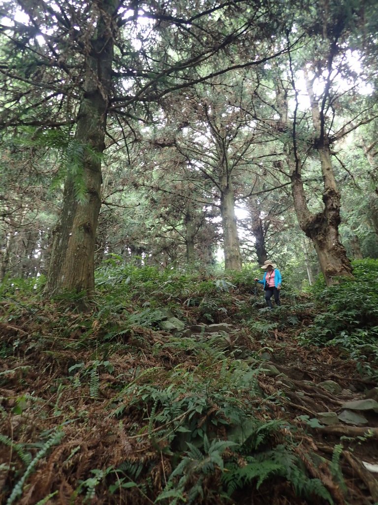 P7235903.JPG - 台中和平  長壽山登山步道  (上)