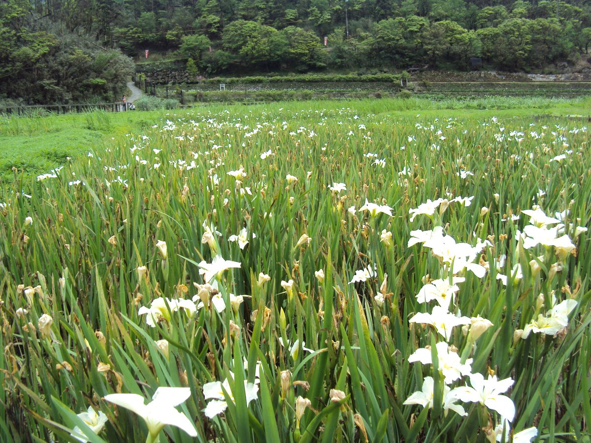 DSC05261.JPG - 竹子湖  白色鳶尾花