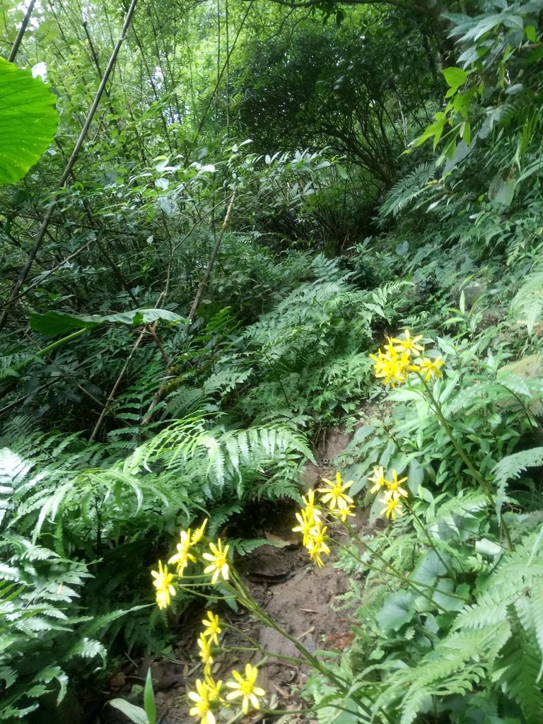 DSC_8811.JPG - 北投  中正山登山步道 03