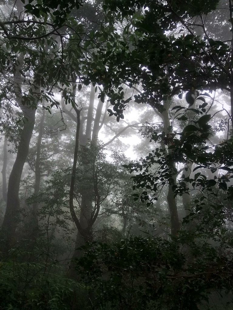 DSC_6260.JPG - 三峽  白雞山登山步道