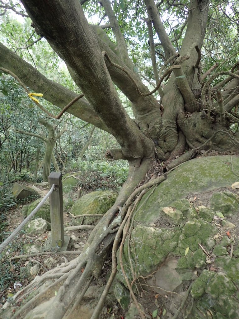 P2167980.JPG - 三峽  鳶尾山登山步道