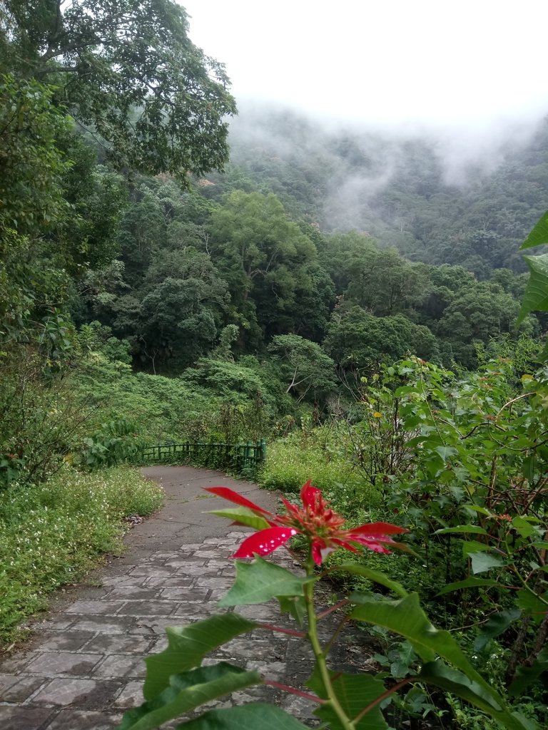 DSC_1151.JPG - 草嶺  蓬萊瀑布步道