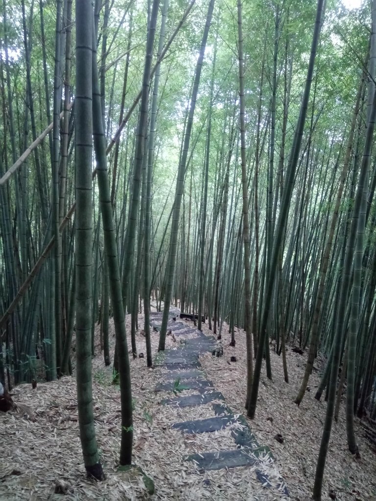 DSC_1296.JPG - 石壁山  嘉南雲峰步道