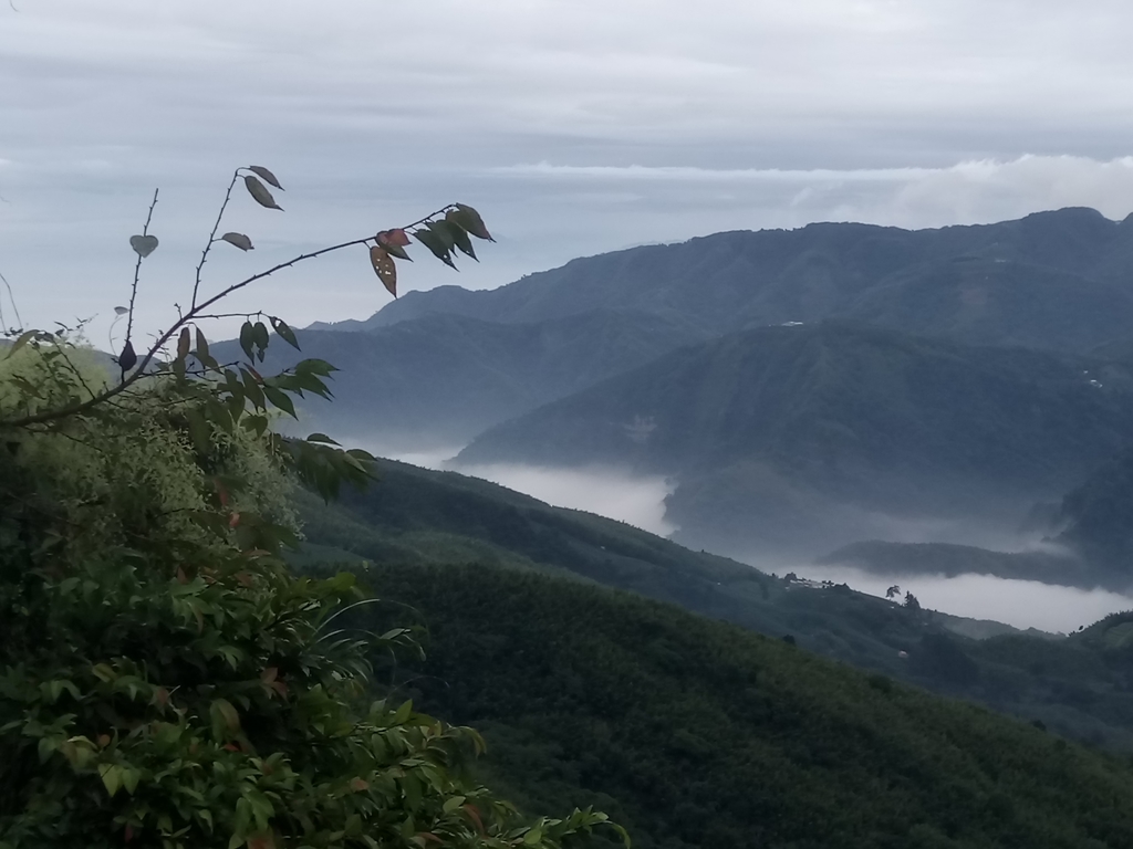 DSC_1307.JPG - 往三層坪途中之  茶園景致