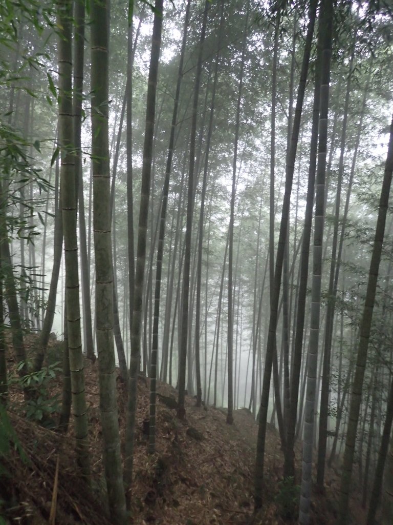 PA171041.JPG - 鹿谷  大崙山  霧中茶園之美(03)