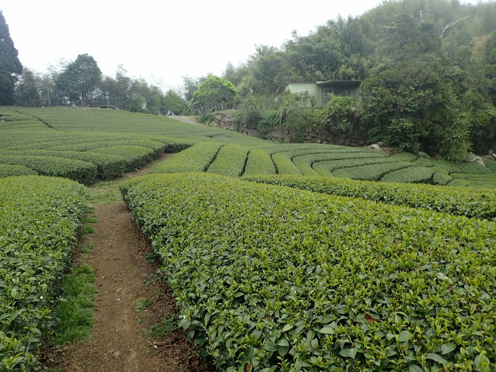 P3257830.JPG - 阿里山  隙頂茶園之美