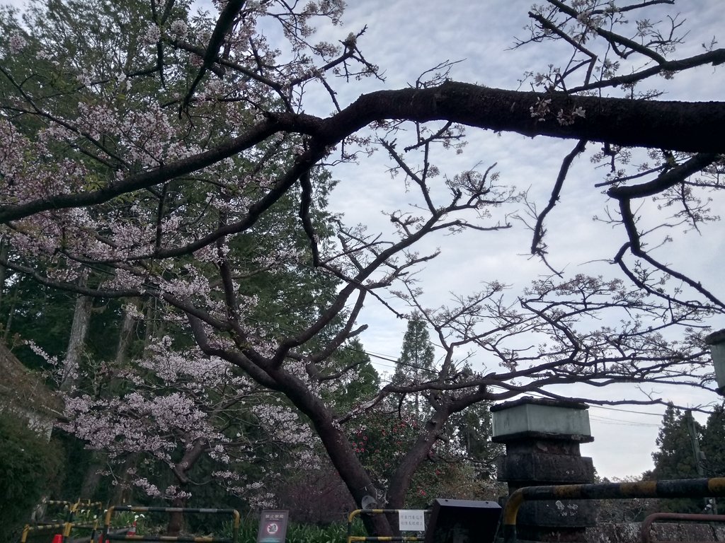 DSC_1638.JPG - 阿里山  沼平公園  賞櫻