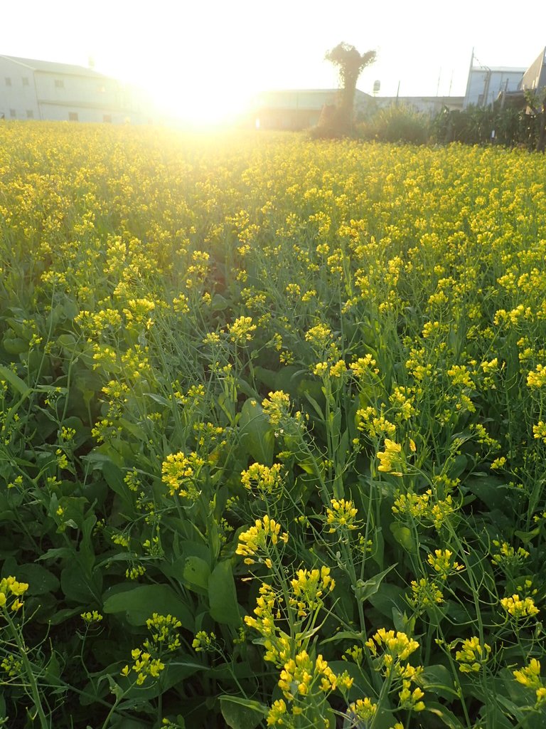 P1083458.JPG - 台中  西屯  油菜花田