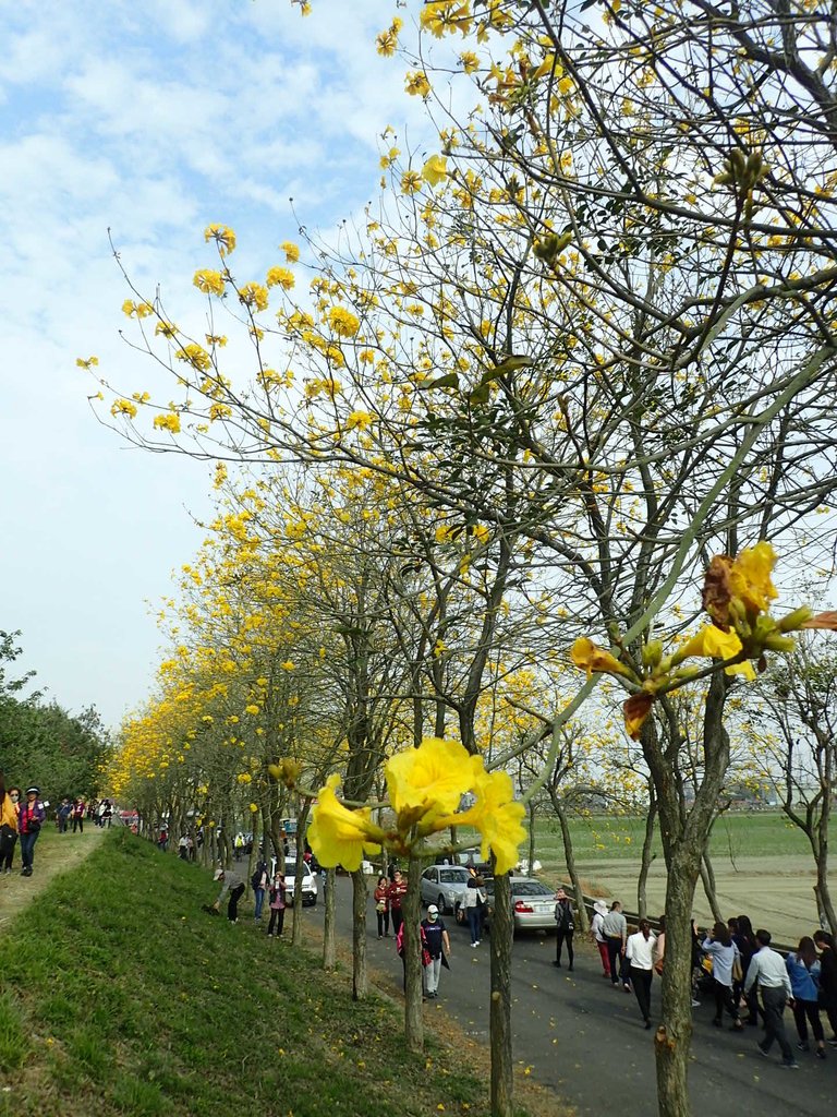 P3066767.JPG - 朴子溪畔  黃花風鈴木