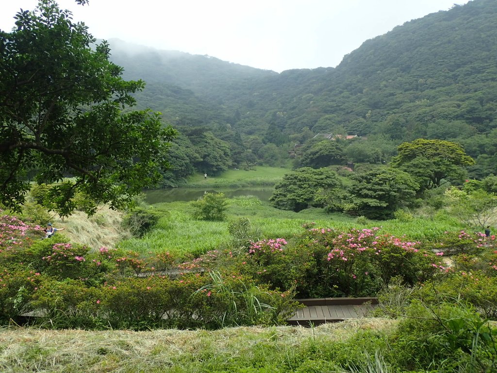 P5268830.JPG - 大屯山賞蝶季