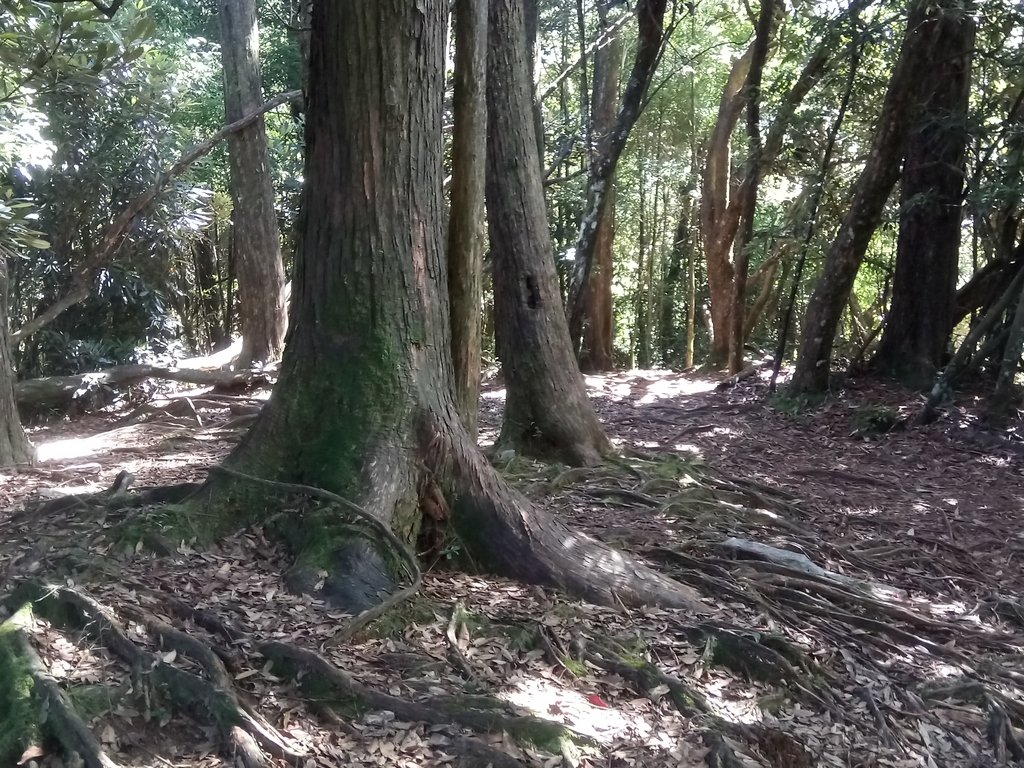 DSC_2629.JPG - 台中  和平  稍來山