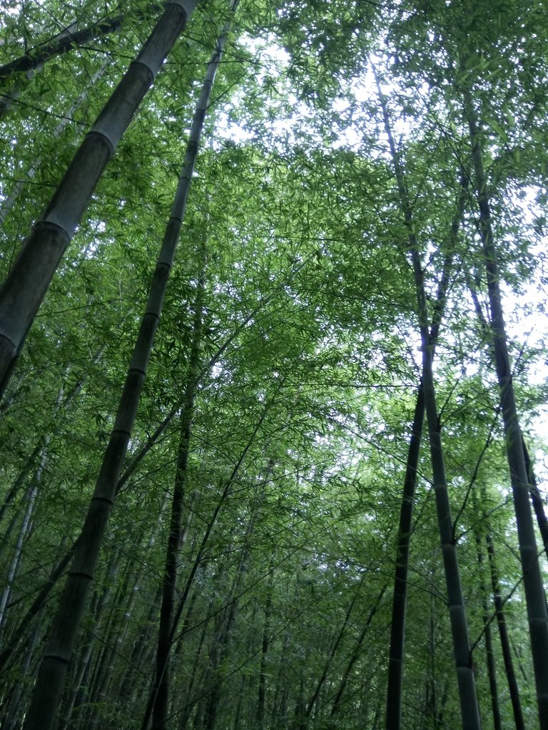 DSC_3014.JPG - 大溪  金面山登山步道