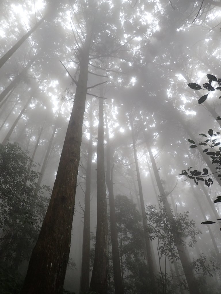 P9250175.JPG - 南庄  向天湖之  迷霧森林