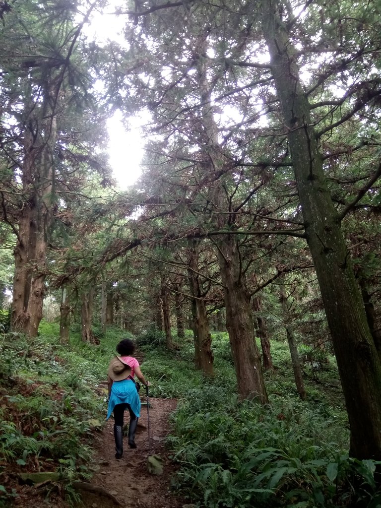 DSC_5186.JPG - 台中和平  長壽山登山步道  (上)