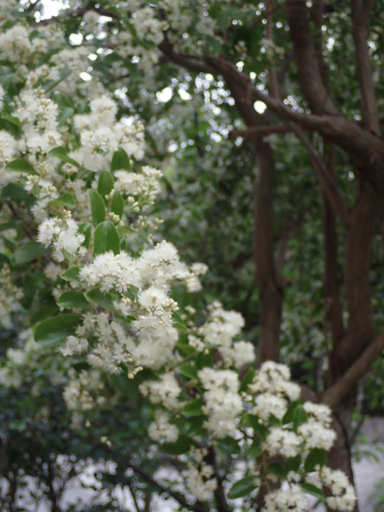 P4051227.JPG - 北投  奇岩路  山礬花