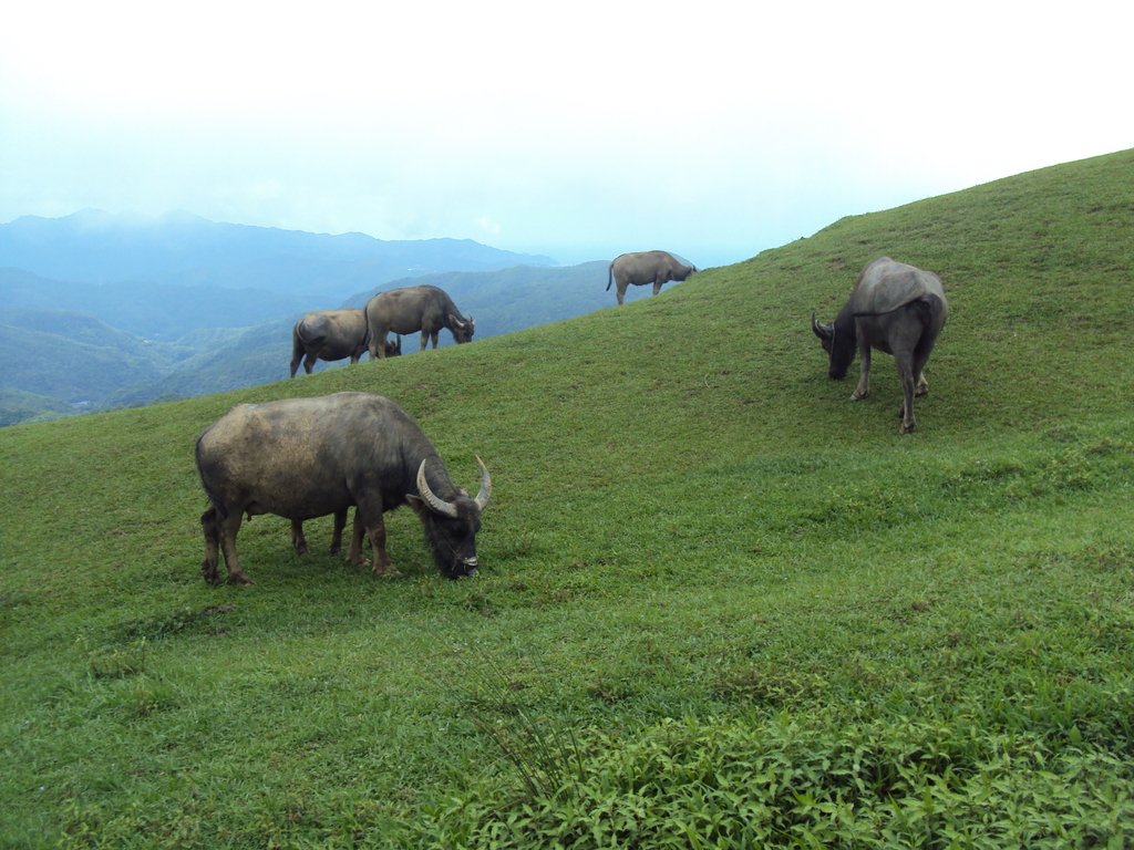 DSC07418.JPG - 再訪---  貢寮  桃源谷步道