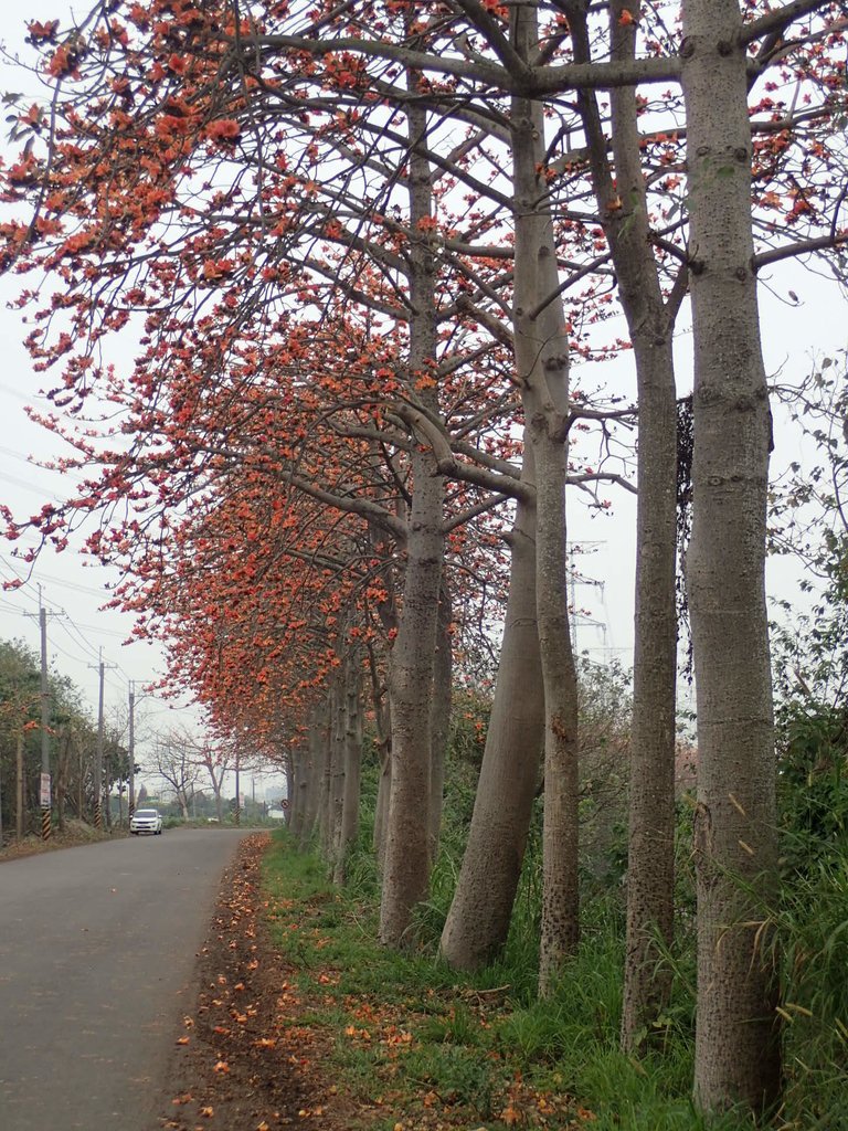 P3066348.JPG - 埤頭  東螺溪  木棉花