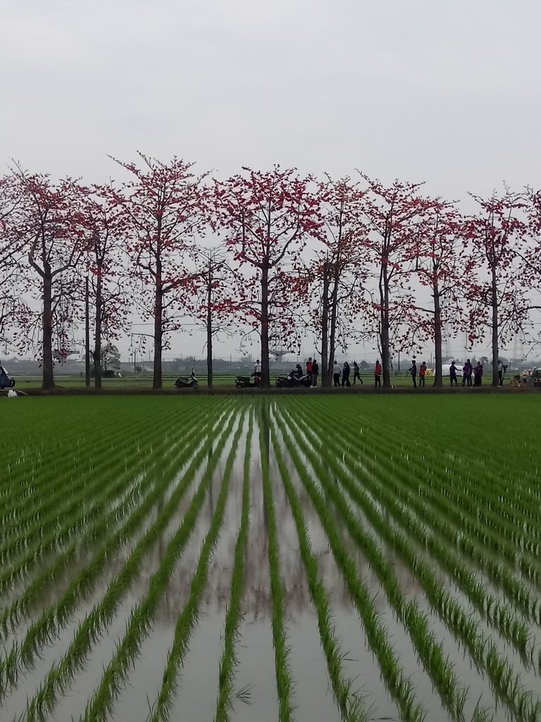 DSC_8410.JPG - 竹塘  田頭  木棉花道