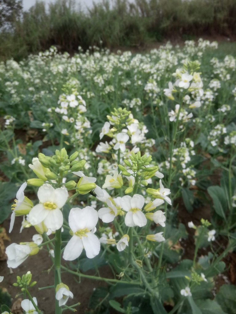 DSC_3969.JPG - 淡海  洲子灣  芥藍菜花田