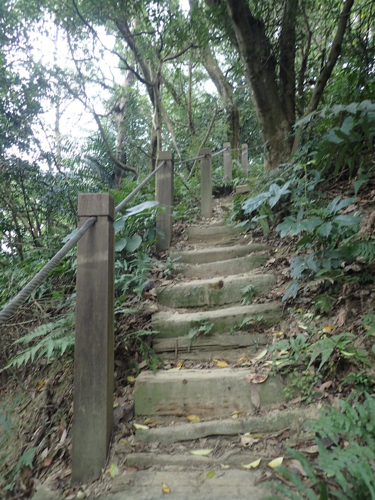 P2167989.JPG - 三峽  鳶尾山登山步道