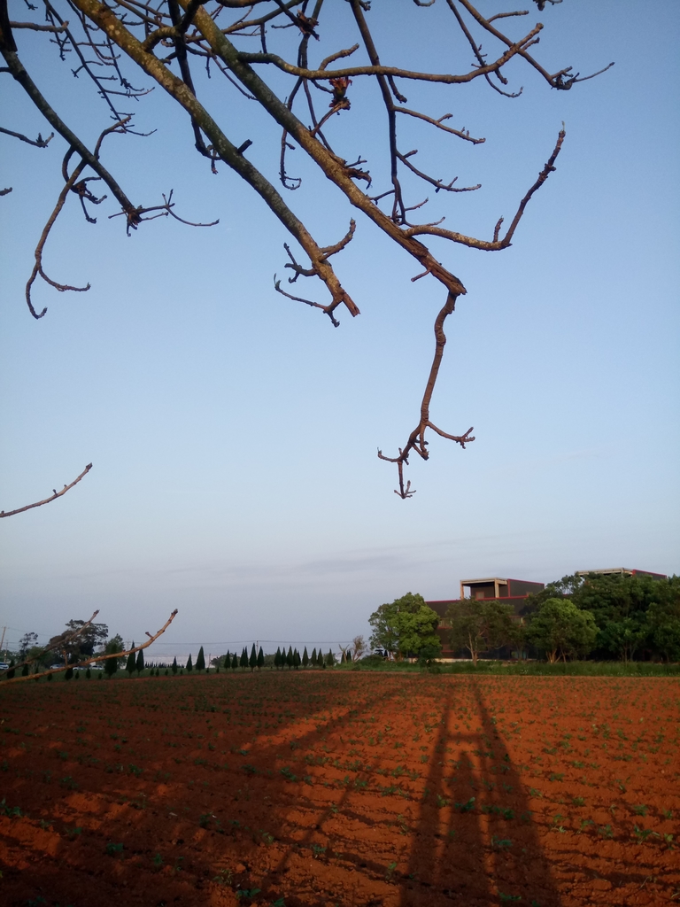 DSC_3738.JPG - 大肚山  紅土高坡  夕照