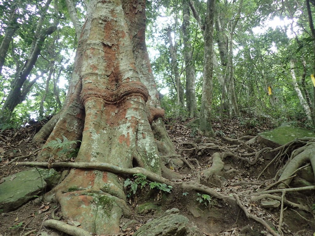 P8287316.JPG - 苗栗  泰安  虎山行