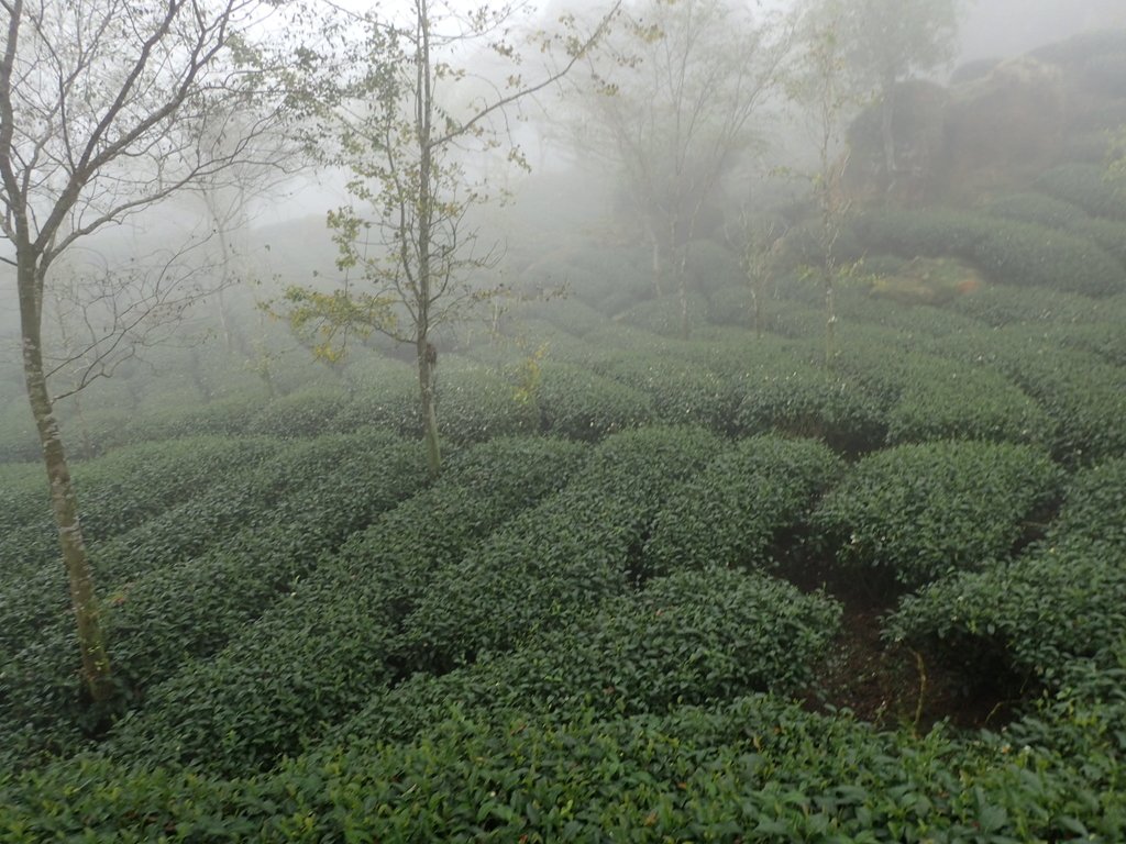 PA171182.JPG - 鹿谷  大崙山  霧中茶園之美(03)