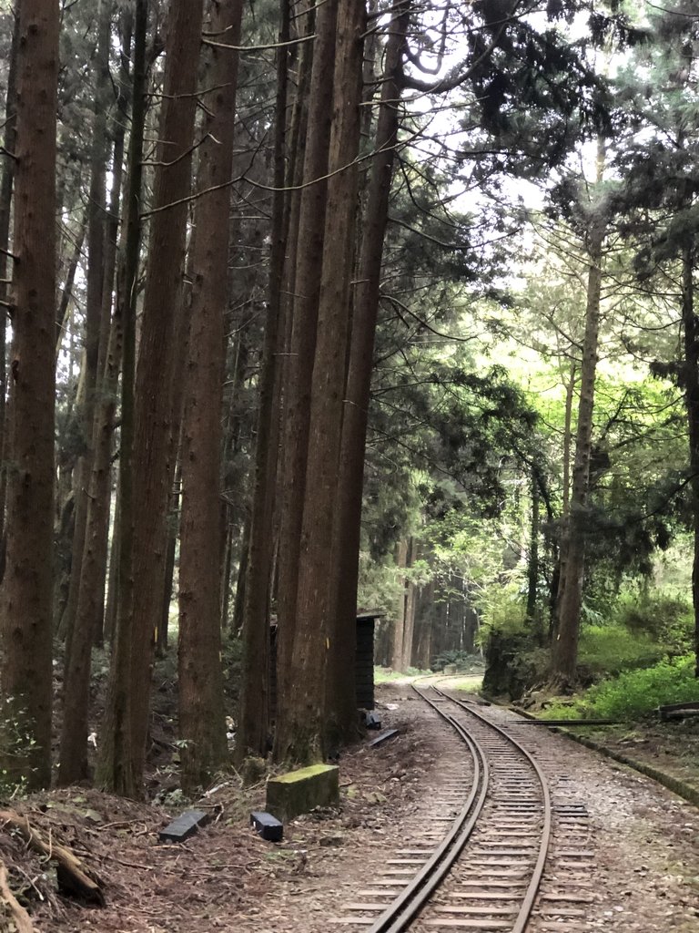 IMG_4751.JPG - 阿里山  二萬平  抱石神木