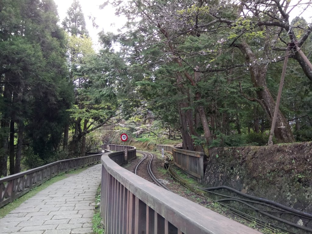 DSC_1640.JPG - 阿里山  沼平公園  賞櫻